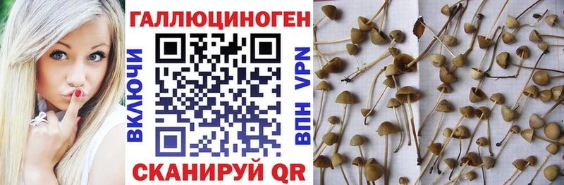 Галлюциногенные грибы GOLDEN TEACHER Новая Усмань